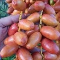 ราคา เมล็ดอินทผาลัมแท้ สายพันธุ์คาลาส Seeds (date palm) Khalas อินทผาลัม10 เมล็ด (14935234127)