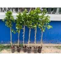 ราคา กิ่งแก้วเจ้าจอมพันธุ์6+4(10ใบ) 1เมตรแพ็คคู่2ต้น (27156465388)