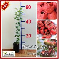 ราคา ต้นมะขามเทศชมพู มะขามเทศชมพู ต้นมะขามเทศสุพรรณ มะขามเทศสุพรรณ ต้นมะขามเทศ มะขามเทศ (19379059224)