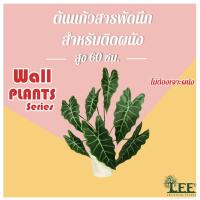 ราคา (( WALL PLANTS SERIES )) ต้นแก้วสารพัดนึกปลอม พร้อมกระถางติดผนัง ** ติดได้โดยไม่ต้องเจาะผนัง!! ** #Leeartplants (6587727662)