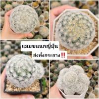 ราคา แคคตัส กระบองเพชร (ส่งทั้งกระถาง!!) แมมขนนกขาว ขนญี่ปุ่น ในกระถาง3นิ้ว ขนนกขาว (Mammillaria Plumosa) (27664489828)