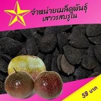 ราคา เมล็ดพันธุ์เสาวรสหวานบรูไน เสาวรสแอปเปิ้ล กระทกรก เสาวรสสีม่วงใหญ่ (23987360798)