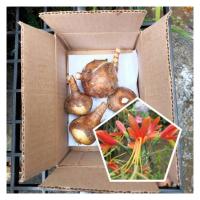 ราคา ว่านมหาลาภ1หัว(กลางเล็ก) กวักนางพญาหงสาวดี ไม้มงคล หนึ่งในว่านชุดไตรภาคี (17922868551)