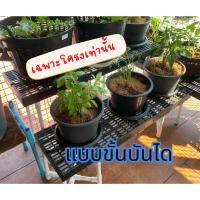 ราคา ชุดเซ็ต ขาตั้งเอนกประสงค์ ขาตั้งถังน้ำ ขาตั้งกระถางต้นไม้ ใช้แผ่นสแลท (100*30 ) มาทำเป็นชั้นวางได้ (29877709365)