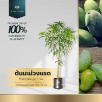 ราคา ต้นมะม่วงแรด สูง 150-200 cm. (ต้นใหญ่) มะม่วงพันธุ์เบา ผลดิบรสชาติเปรี้ยวจี๊ด (22345763743)