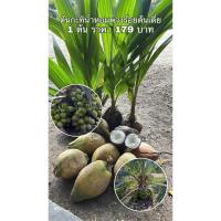 ราคา (พร้อมส่ง ‼️) #ต้นมะพร้าวกะทิน้ำหอมพวงร้อยต้นเตี้ย น้ำหอมเป็นวุ้นหวานหอมอร่อย นุ่มฟู รสหวานเข้ม ผลดก (26405328989)