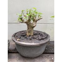 ราคา บอนไซ โมก มีดอกหอมสีขาวเล็ก (12455819544)