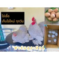 ราคา ไข่เชื้อ ไก่มินิโคชิน สีลาเวนเดอร์คักคู (5 แถม1) ฟองละ (24654787751)
