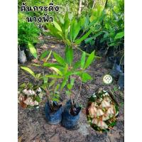 ราคา ต้นกระดิ่งนางฟ้า กระดิ่งนางฟ้า (29716208995)