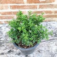 ราคา ต้นแก้วแคระ กระถาง 8 นิ้ว ดอกหอม ชื่นใจ นำโชค (27663486053)