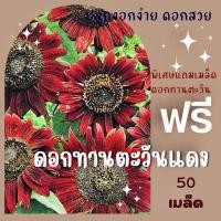 ราคา ⚡️โค้ด "EWD2VV" เมล็ดพันธุ์ ดอกทานตะวันแดง ทานตะวันดอกสีแดง ทานตะวัน ✅ราคาถูกปลูกง่าย ดอกสวยมาก (4958141429)