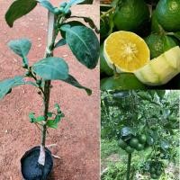 ราคา ต้นส้มซ่า เสียบยอด ขนาด50-60ซม. ปีเดียวติดผล ลูกดกรสเปรี้ยวอมหวาน (21776988143)