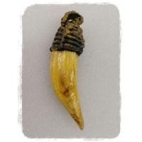 ราคา เครื่องรางของขลัง.. เขี้ยวหมู.. (3336411953)