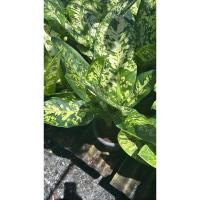 ราคา ต้นเศรษฐีเรือนทอง :: Leopard Lily เป็นไม้ประดับใบสวย ต้นไม้มงคลที่เด่นในเรื่องของเงินทองมั่นคงมั่งคั่ง (40812220030)