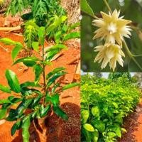 ราคา พิกุล ไม้ยืนต้น ดอกหอม สีขาวนวล ต้นเพาะเมล็ด ชุดละ 2 ต้น (17773856967)