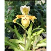 ราคา รองเท้านารีเหลืองกระบี่ เป็นไม้ป่าน่าสะสม (29309067869)