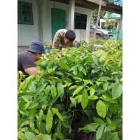 ราคา มะฮอกกานีสูง60ซม.ขั้นต่ำ10ต้น (5158850507)