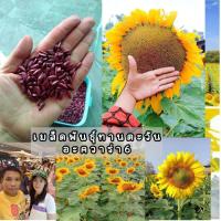 ราคา เมล็ดพันธุ์ทานตะวัน (100 เมล็ด)ดอกใหญ่ (3319423986)