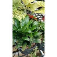 ราคา ต้นวาสนาเก้าชั้น วาสนามรกตใบสวยไม้มงคลกระถาง5นิ้ว น่าไปลูก (40064587541)