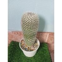 ราคา แคคตัส Cactus แมมหนามพิกุลแม่พันธุ์ (27241285909)
