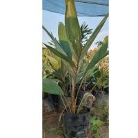 ราคา ต้นสละอินโด กล้าพันธุ์ สายน้ำผึ้ง ต้นสวย หนา แข็งแรง เจ้าของสวนขายเอง การันตีสินค้าตรงปก ลูกสละเนื้อหนา กรอบ อร่อยไม่ฝาด (19989315121)