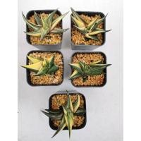 ราคา ม้าเวียนด่าง ไม้ชำหน่อ (6277480788)