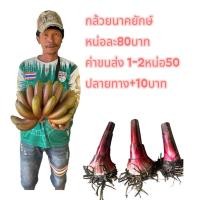 ราคา กล้วยนาคยักษ์รับประกันสายพันธุ์แท้100% (41922306383)