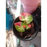 ราคา บอนสีชายชลบอนสีชายชน (18109819683)