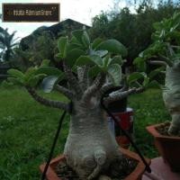 ราคา ชวนชมบอนไซจิ๋ว.เหมาะสำหรับวางโต๊ะทำงาน.ริมระเบียง.ดอกสีชมพู (5913859070)