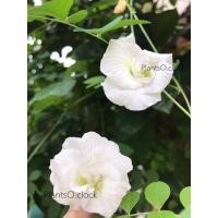 ราคา เมล็ดดอกอัญชัน อัญชันสีขาวกลีบซ้อน 5 ชั้น Asian pigeonwings,Butterfly Pea (21011773602)
