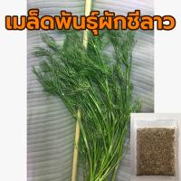 ราคา เมล็ดพันธุ์ ผักชีลาว ซองละ 15 กรัม ราคา 20บาท เมล็ดผักชีลาว (23166656225)