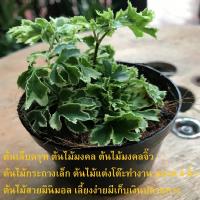 ราคา ต้นเล็บครุฑ ต้นไม้มงคล ต้นไม้มงคลจิ๊ว ต้นไม้กระถางเล็ก ต้นไม้แต่งโต๊ะทำงาน ขนาด 4 นิ้วต้นไม้ มีเก็บเงินปลายทาง (6874627494)