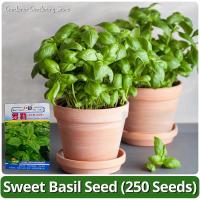 ราคา เมล็ดพันธุ์ อิตาเลี่ยน เบซิลใบใหญ่ 250เมล็ด Large Leaf Italian Basil Seeds โหระพาหวาน เมล็ดโหระพาใบใหญ่ เมล็ดพันธุ์ผัก (28110475843)