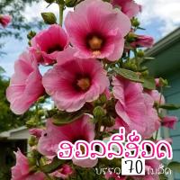 ราคา เมล็ด ฮอลลี่ฮ็อค คละสี ดอกใหญ่ สวย (26200209003)