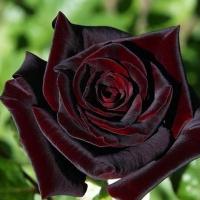 ราคา 10 เมล็ด กุหลาบ Rose Seeds เมล็ดพันธุ์ สายพันธุ์แกรนดิฟลอร่า Grandiflora สีดำ (24754413503)