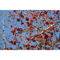 ราคา ต้นงิ้วแดง พันธุ์ไม้หายาก ดอกงิ้วใช้ทำน้ำเงี้ยว อาหารอร่อยของคนเหนือ พร้อมปลูกในถุงดำ 49 บาท (25414575576)