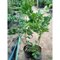 ราคา ต้นปีบยูนานแบบชำต้นแข็งแรงพร้อมปลูก (41059485590)