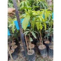 ราคา ต้นมะม่วงเขียวใหญ่(เสียบยอด (25846963407)