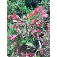 ราคา ต้นนกน้อยนำโชค ต้นไม้มงคล (10447873078)