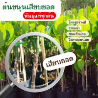 ราคา ต้นขนุน ต้นขนุนเสียบยอด ขนาด 60-100ซม. ต้นขนุนทองประเสริฐ เพชรราชา มาเล ทวายปีเดียว แดงสุริยา ทองส้ม พันธุ์แท้ทุกต้น (14323596394)