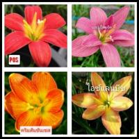 ราคา บัวดินคละ4สี4หัว.(ขนาดหัวให้ดอก) บัวดินสีส้ม บัวดินสีชมพู บัวดินสีเหลือง บัวดินสีแดง หัวบัวดิน ไม้คลุมดิน (8377904686)