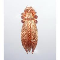 ราคา พระแท้ ทั้งร้าน พญาต่อเงินต่อทอง หลวงปู่แสน วัดบ้านหนองจิก กล่องเดิม (KP1352) (17488061439)