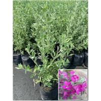 ราคา ต้นนีออน ใบเงิน ดอกสีม่วง เลี้ยงง่าย ทนแดด (ถุงชำ 5 นิ้ว) (25093193979)