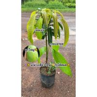 ราคา มะม่วงเขียวใหญ่ 1 ปีติดผล (44101160852)