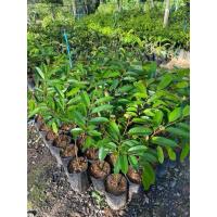 ราคา ต้นทุเรียนหนามดำหรือโอฉี่เสียบยอด (40121600101)