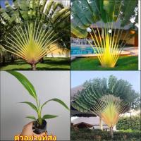 ราคา (1ต้น) ต้น กล้วยมาดากัสการ์ กล้วยพัด ต้นกล้วยพัด Traveler’s Palm Ravenala madagascariensis ไม้ฟอกอากาศ (19726393288)