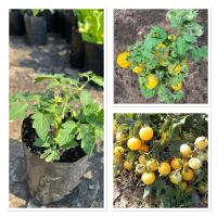 ราคา ต้นมะเขือเทศ มะเขือเทศแคระ มะเขือเทศสีเหลือง มะเขือเทศปลูกประดับ ผักสวนครัว (24590994956)