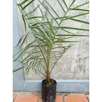 ราคา อินทผาลัม พันธุ์บาฮี(เหลือง)เพาะเมล็ด (19531943556)