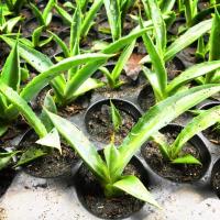 ราคา ต้นอากาเว่ปากนกแก้ว (เล็ก) ขนาด (2 นิ้ว) (2606946623)