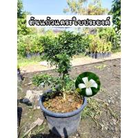 ราคา ต้นแก้วแคระใบประยงค์ ดอกสีขาว กลิ่นหอม(กระถาง) (24190392921)